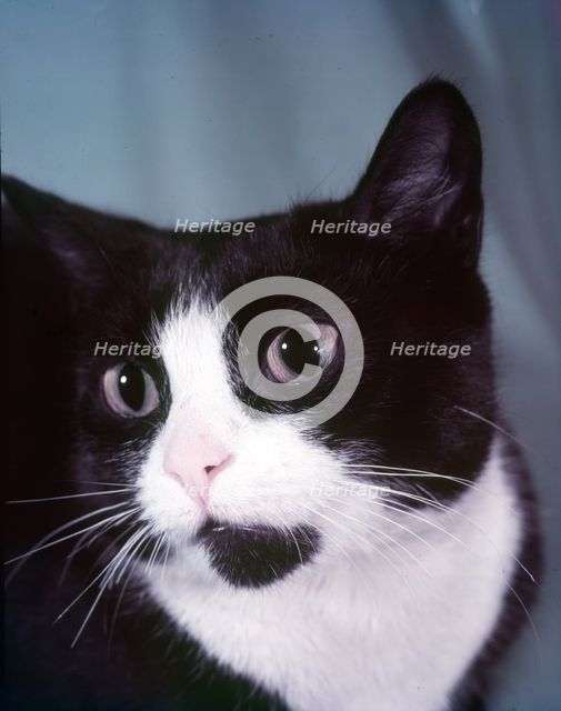 Black and white cat, c1955. Creator: Arthur Charles Kirby Ware.