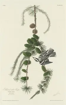 Black and White Creeper, 1830. Creator: Robert Havell