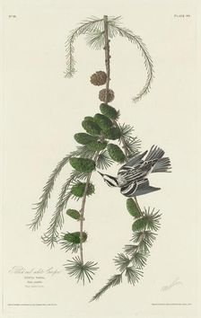 Black and White Creeper, 1830. Creator: Robert Havell