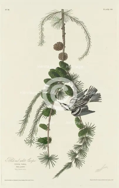 Black and White Creeper, 1830. Creator: Robert Havell.