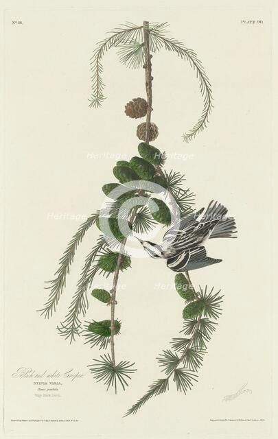 Black and White Creeper, 1830. Creator: Robert Havell.