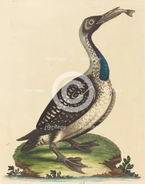 Black and White Water-Fowl with Blue Throat. Creator: George Edwards.