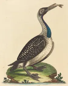 Black and White Water-Fowl with Blue Throat. Creator: George Edwards