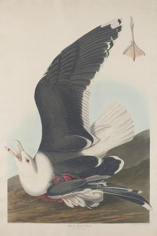 Black-Backed Gull, 1835. Creator: Robert Havell