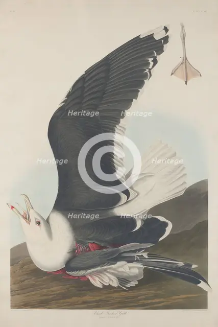 Black-Backed Gull, 1835. Creator: Robert Havell.