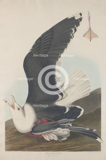Black-Backed Gull, 1835. Creator: Robert Havell.