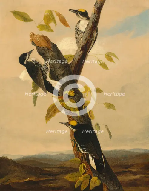 Black-Backed Three-Toed Woodpecker, 1831/1833. Creator: Joseph Bartholomew Kidd.