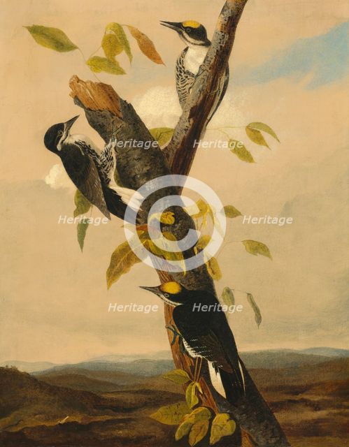 Black-Backed Three-Toed Woodpecker, 1831/1833. Creator: Joseph Bartholomew Kidd.