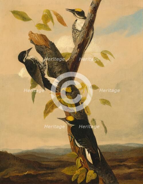 Black-Backed Three-Toed Woodpecker, 1831/1833. Creator: Joseph Bartholomew Kidd.