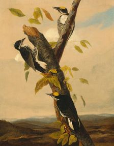 Black-Backed Three-Toed Woodpecker, 1831/1833. Creator: Joseph Bartholomew Kidd