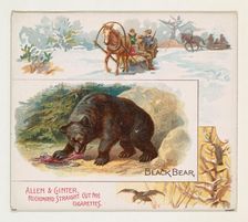 Black Bear, from Quadrupeds series (N41) for Allen & Ginter Cigarettes, 1890. Creator: Allen & Ginter
