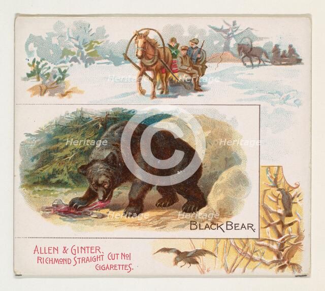 Black Bear, from Quadrupeds series (N41) for Allen & Ginter Cigarettes, 1890. Creator: Allen & Ginter.