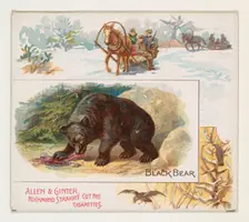 Black Bear, from Quadrupeds series (N41) for Allen & Ginter Cigarettes, 1890. Creator: Allen & Ginter