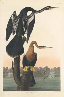 Black-bellied Darter, 1836. Creator: Robert Havell