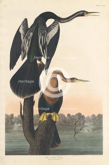 Black-bellied Darter, 1836. Creator: Robert Havell.