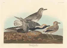 Black-bellied Plover, 1836. Creator: Robert Havell