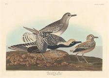 Black-bellied Plover, 1836. Creator: Robert Havell
