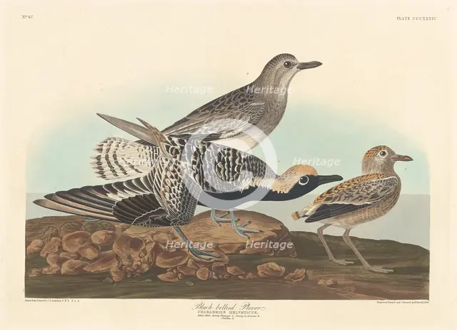 Black-bellied Plover, 1836. Creator: Robert Havell.