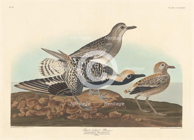 Black-bellied Plover, 1836. Creator: Robert Havell.