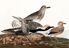 Black Bellied Plover, Charadrius Helveticus, 1845