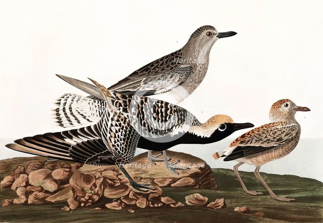 Black Bellied Plover, Charadrius Helveticus, 1845.