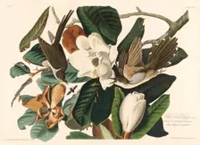 Black-billed Cuckoo, 1828. Creator: Robert Havell