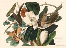 Black-billed Cuckoo, 1828. Creator: Robert Havell