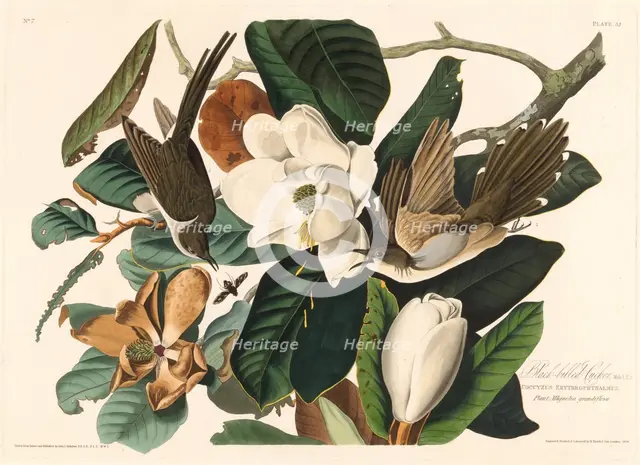 Black-billed Cuckoo, 1828. Creator: Robert Havell.