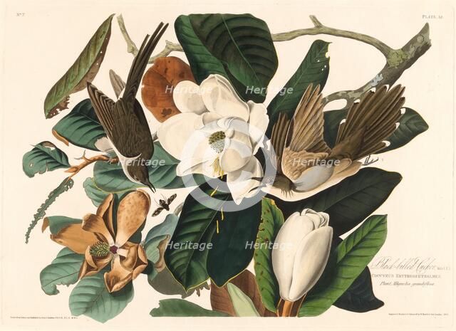 Black-billed Cuckoo, 1828. Creator: Robert Havell.