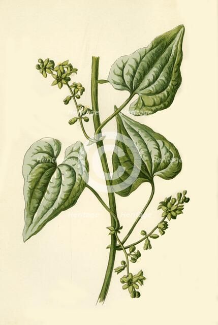 'Black Bryony', 1877. Creator: Frederick Edward Hulme.