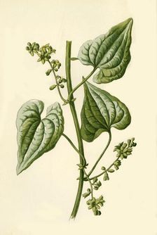 Black Bryony 1877. Creator: Frederick Edward Hulme