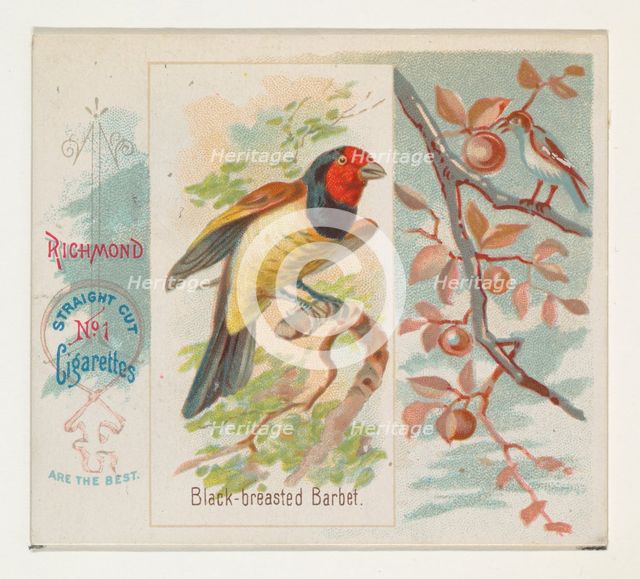 Black-breasted Barbet, from the Song Birds of the World series (N42) for Allen & Ginter Ci..., 1890. Creator: Allen & Ginter.