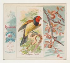 Black-breasted Barbet, from the Song Birds of the World series (N42) for Allen & Ginter Ci..., 1890. Creator: Allen & Ginter