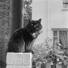 Black British longhair cat sitting on a white brick wall, Pond Square, Highgate, London, 1969. Artist: John Gay