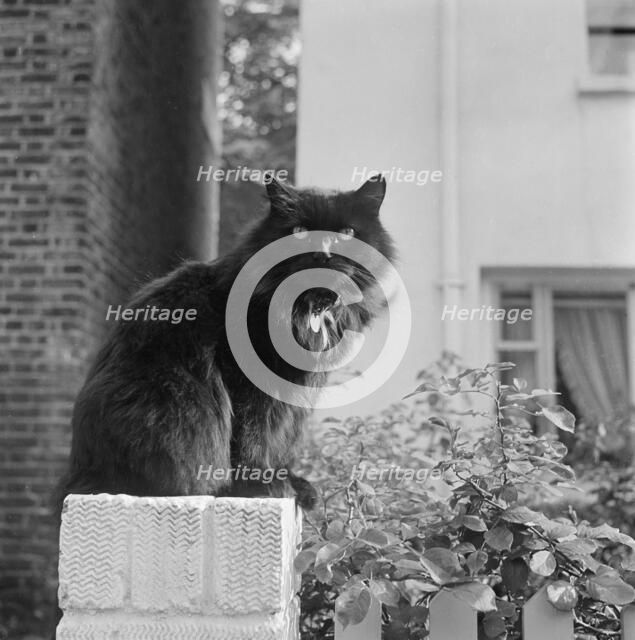Black British longhair cat sitting on a white brick wall, Pond Square, Highgate, London, 1969. Artist: John Gay.