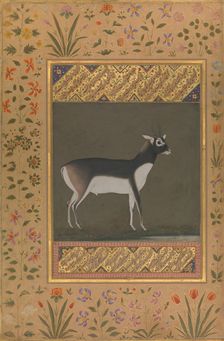 Black Buck, Folio from the Shah Jahan Album, recto: ca. 1615-20; verso: ca. 1530-50. Creator: Painting attributed to Manohar (active ca. 1582-16)