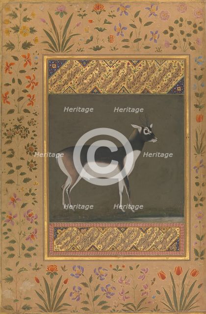 Black Buck, Folio from the Shah Jahan Album, recto: ca. 1615-20; verso: ca. 1530-50. Creator: Painting attributed to Manohar (active ca. 1582-16).