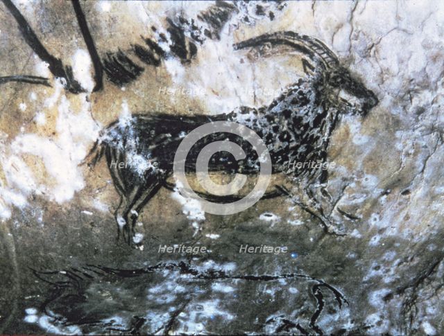Black Goat Hall (Niaux cave) - panel 4, No. 84: the profile was first drew by a discontinuos line…