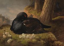 Black Grouse, 1864. Creator: Ferdinand von Wright