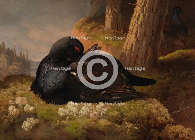 Black Grouse, 1864. Creator: Ferdinand von Wright.