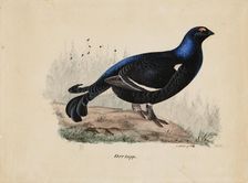 Black Grouse, Male, 1834. Creator: Ferdinand von Wright