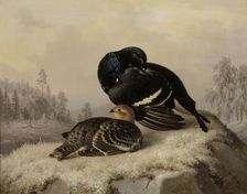 Black Grouse, Cock and Hen, 1869. Creator: Ferdinand von Wright