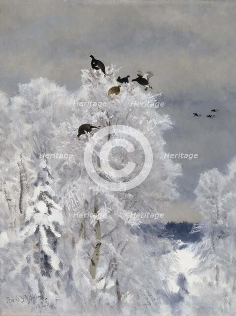 Black Grouse in a Treetop, 1923. Creator: Bruno Liljefors.