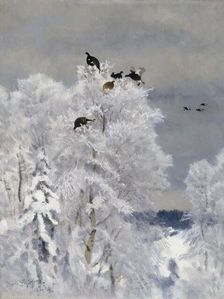 Black Grouse in a Treetop, 1923. Creator: Bruno Liljefors