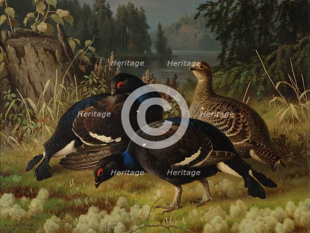Black Grouse, Two Cocks and a Hen, 1875. Creator: Ferdinand von Wright.