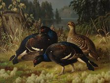 Black Grouse, Two Cocks and a Hen, 1875. Creator: Ferdinand von Wright