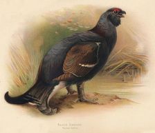 Black Grouse (Tetrau tetrix) 1900, (1900). Artist: Charles Whymper
