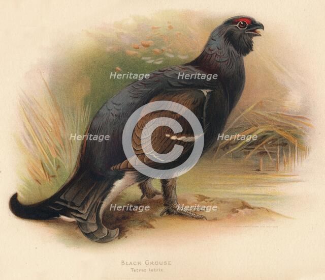 'Black Grouse (Tetrau tetrix)', 1900, (1900). Artist: Charles Whymper.