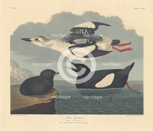 Black Guillemot, 1834. Creator: Robert Havell.
