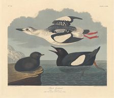 Black Guillemot, 1834. Creator: Robert Havell